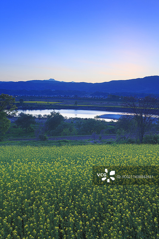 日本长野县饭山市千曲川和斑尾山日落时的油菜花田图片素材
