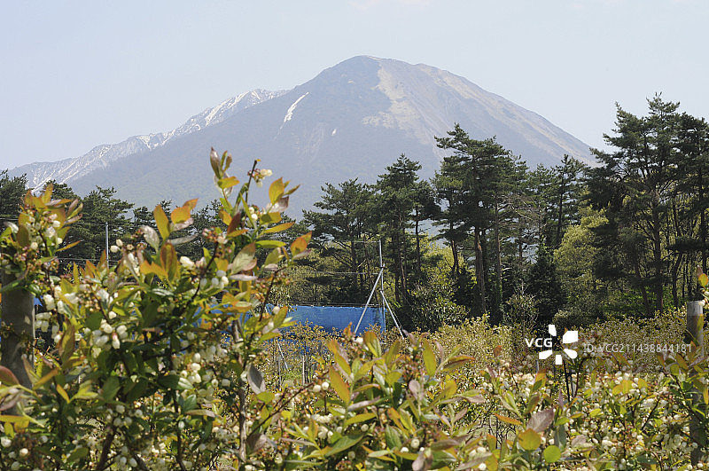 鸟取县西伯郡大山蓝莓园图片素材