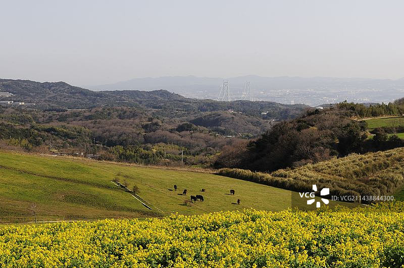 淡路市Hana-Sajiki油菜花绽放花朵,淡路市,兵库县,兵库县图片素材