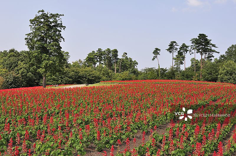 日本鸟取县花回廊公园的鼠尾草花山丘图片素材