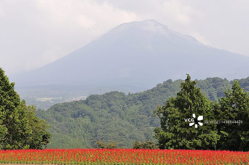 鸟取花回廊公园花山坡上的鼠尾草花与大山，日本鸟取县西伯郡图片素材