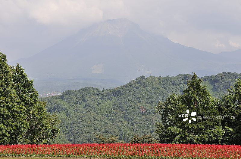 鸟取花回廊公园花山坡上的鼠尾草花与大山，日本鸟取县西伯郡图片素材