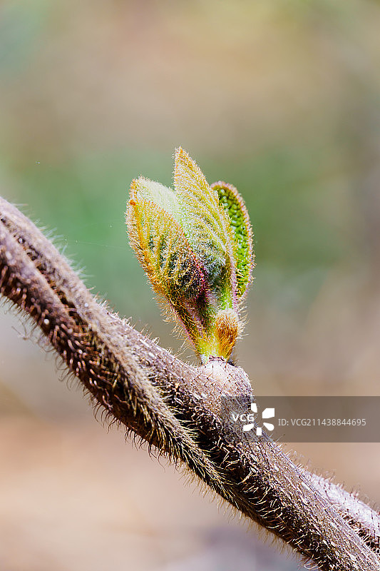 春芽儿图片素材