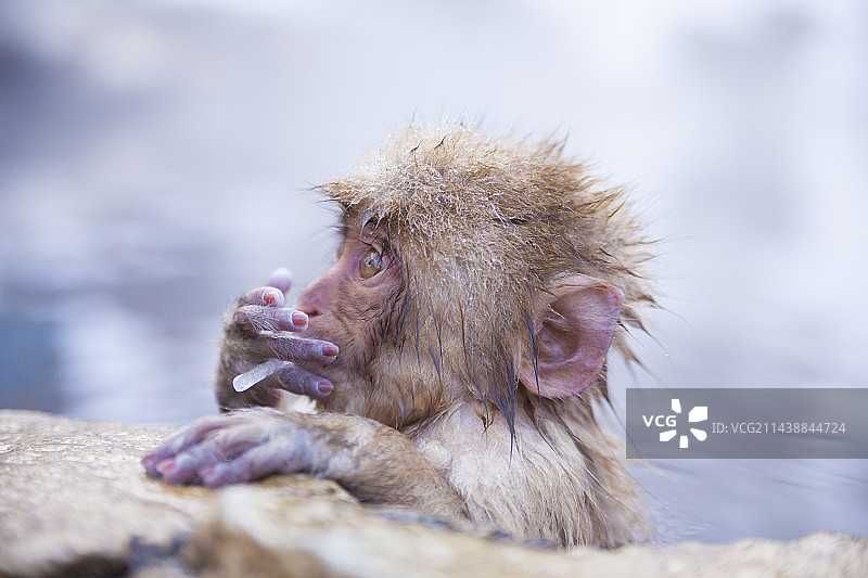 长野县享受温泉浴的日本猕猴图片素材