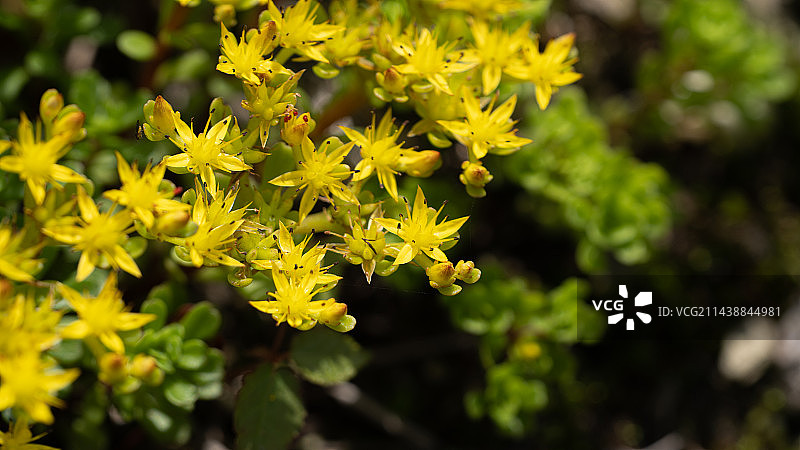 湖北咸宁药菇山顶”佛甲草”图片素材