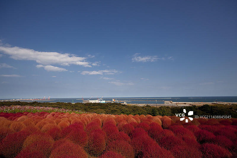 日立海滨公园扫帚草秋叶，茨城县日立那珂市图片素材