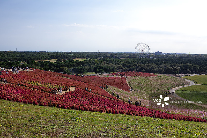 日立海滨公园扫帚草秋叶，茨城县日立那珂市图片素材