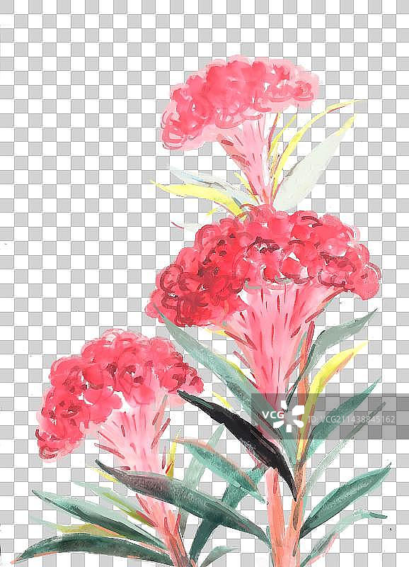 水彩红色的鸡冠花图片素材