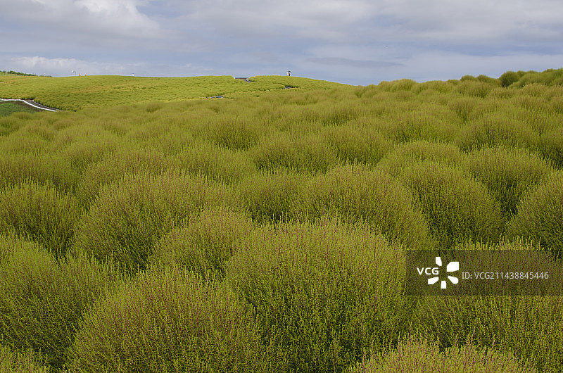 日本茨城县日立海滨公园的 கொkia 山丘图片素材