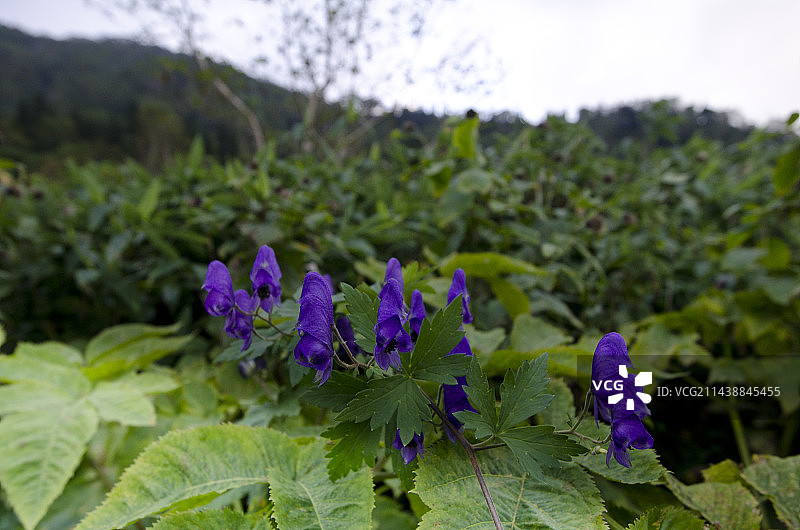 日本长野县北安昙郡栂池自然公园盛开的乌头图片素材