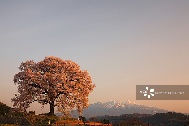 山梨县韮崎市万之冢樱花在晨光中闪耀，位于八岳火山群南部神山图片素材