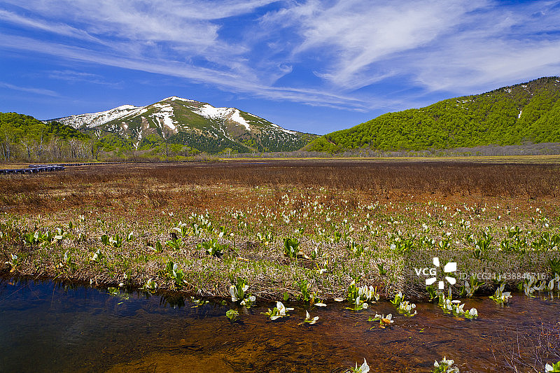 群马县片品村至尾濑原的臭菘盛开与残雪图片素材