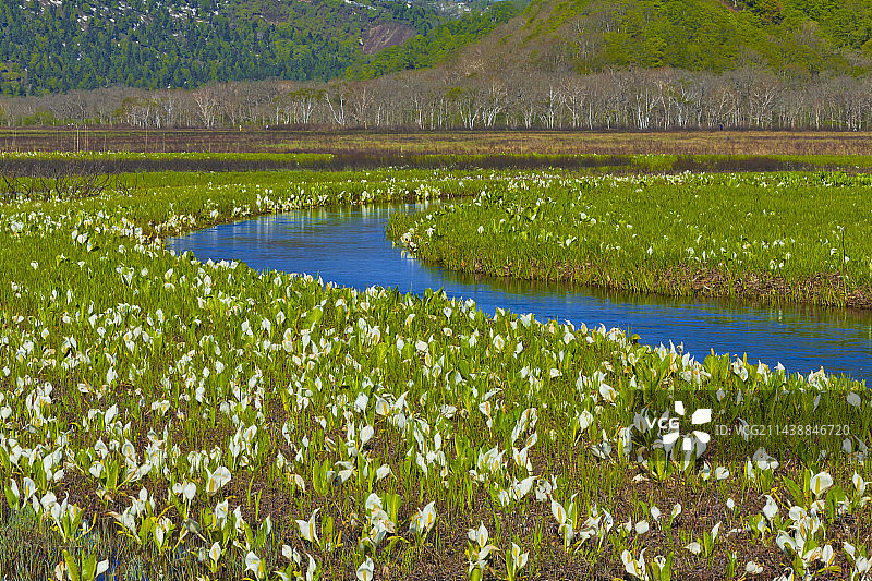 群马县片品村尾濑原臭菘盛开图片素材