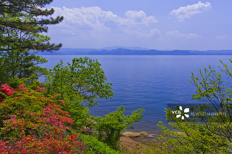 猪苗代湖盛开的杜鹃花图片素材