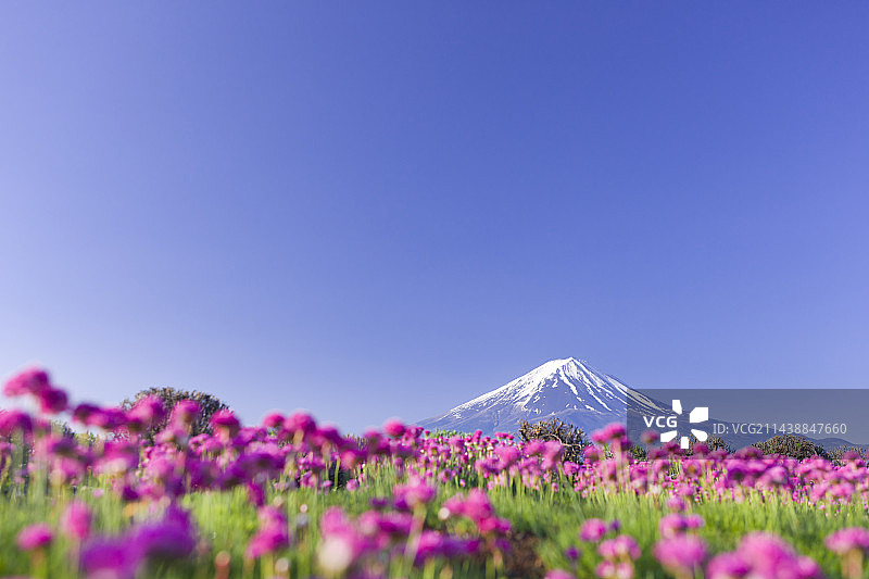 山梨县富士河口湖大石的富士山与海石竹图片素材