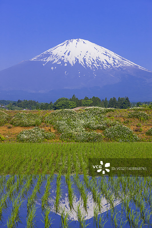 日本静冈县御殿场的富士山和稻田图片素材