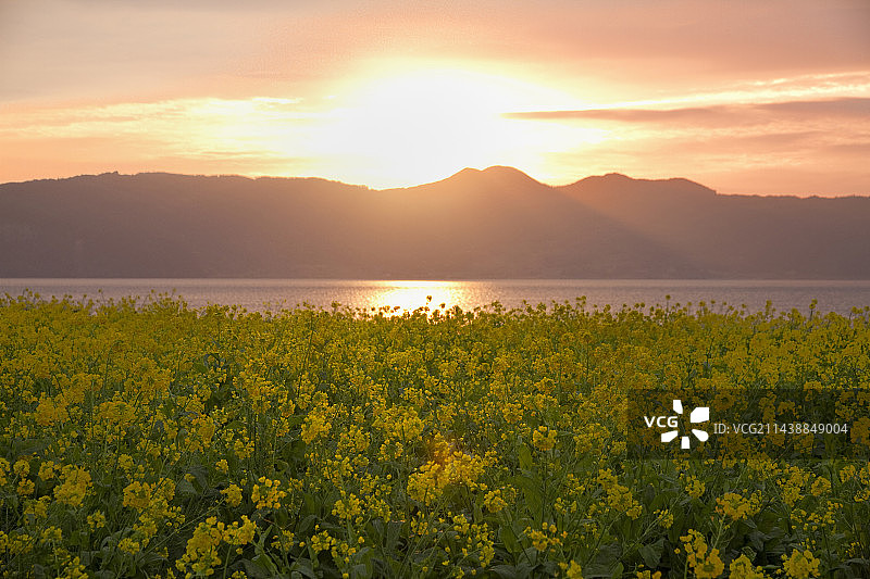 鹿儿岛县指宿市池田湖油菜花日出图片素材