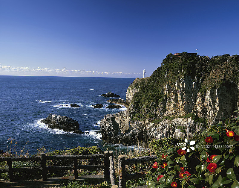 足摺岬与山茶花，土佐清水市，高知县图片素材