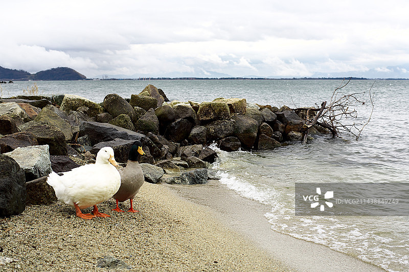 日本琵琶湖的鸭子，近江八幡市，滋贺县图片素材