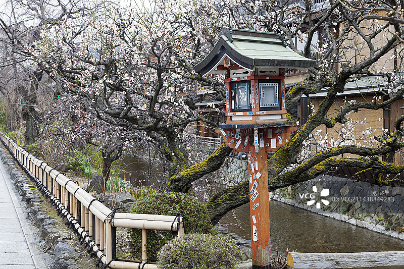 京都祇园白川的春天图片素材