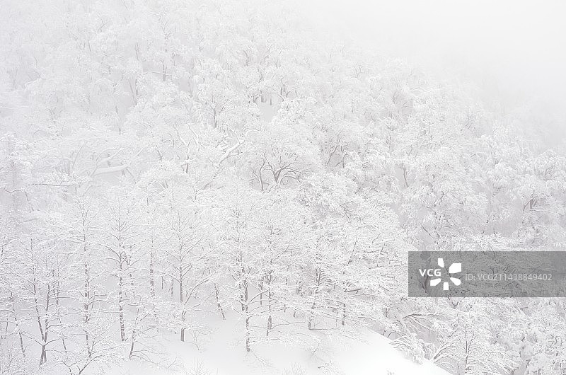 鸟取县大山积雪的山毛榉林图片素材