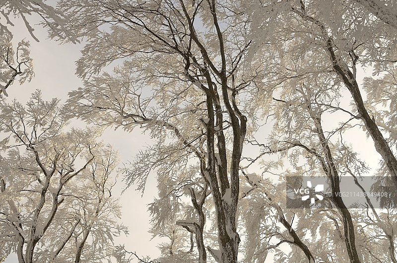 鸟取县西伯郡大山町覆霜的树木图片素材