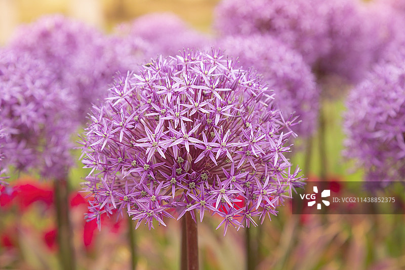宁夏银川花博园夏日风景图片素材