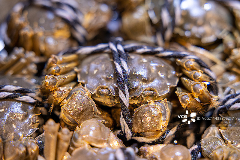 大闸蟹图片素材