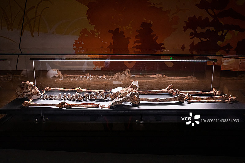 河北省保定博物馆北边桥遗址出土的涞水智人化石图片素材