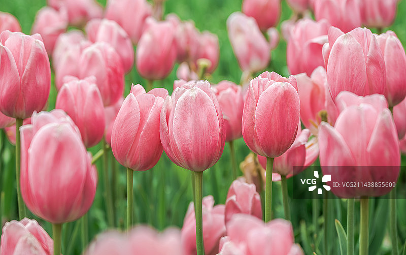 现场粉红色郁金香特写图片素材