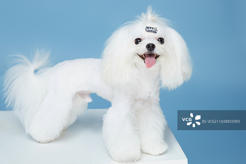 蓝色背景下的马尔济斯图片素材