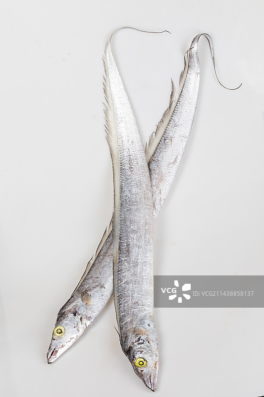 白色背景上的两条带鱼图片素材
