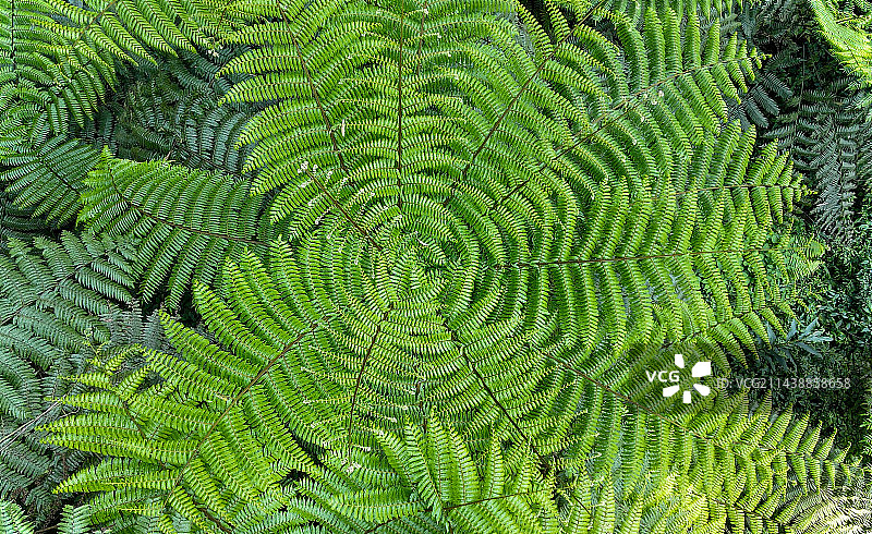 桫椤丛的航拍视角视图图片素材