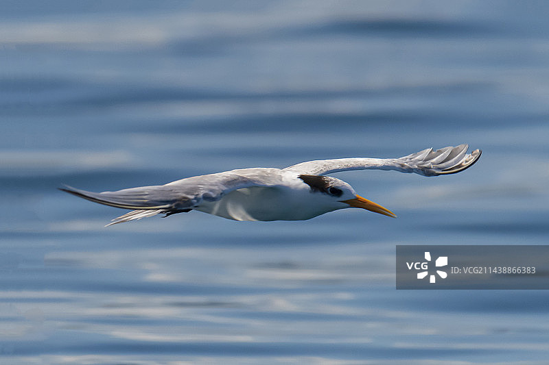 翱翔 - 拍摄的大凤头燕鸥（Great Crested Tern）于巴厘岛附近的印度洋上图片素材
