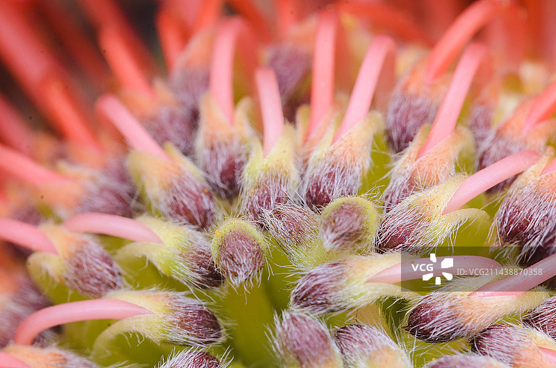 帝王花/微距图片素材