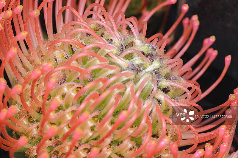 帝王花/微距图片素材