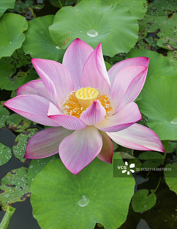 荷花莲花图片素材