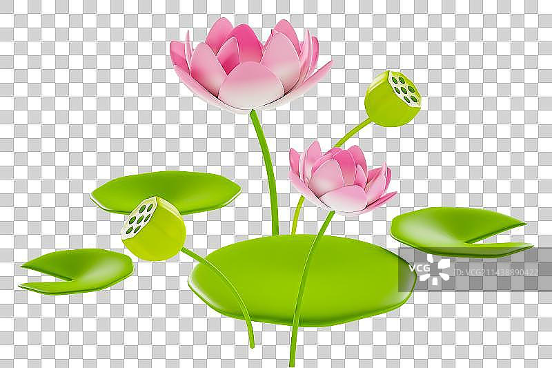 3D立体荷花莲子荷叶插图图片素材