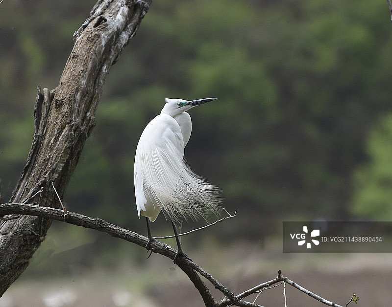 白鹭图片素材