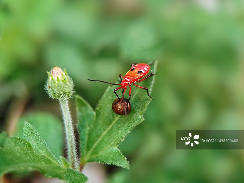 棉红蝽系列（八）图片素材