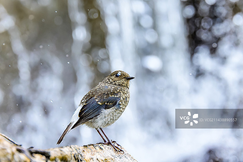 红尾水鸲图片素材