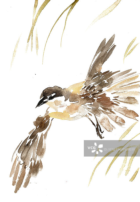 展翅的小鸟图片素材