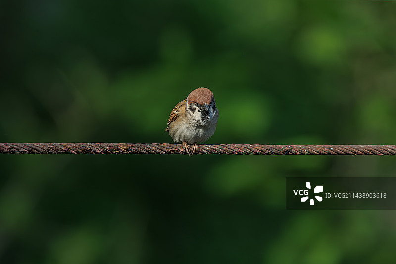 北京奥林匹克森林公园生态环境——麻雀图片素材