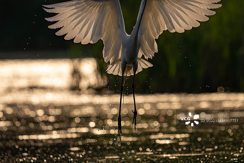 大白鹭图片素材