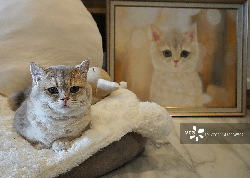 猫与油画图片素材