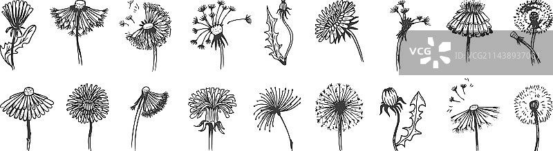 手绘蒲公英复古涂鸦图案图片素材
