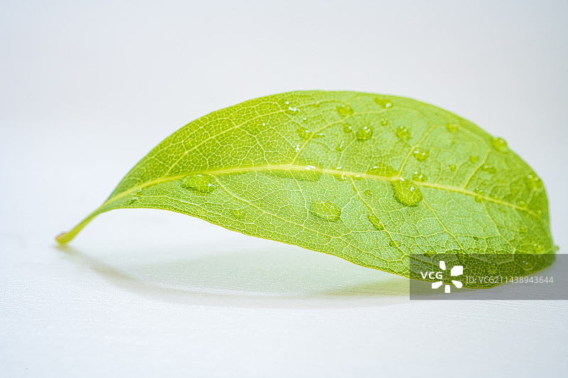 挂满露水的新鲜杨梅叶图片素材