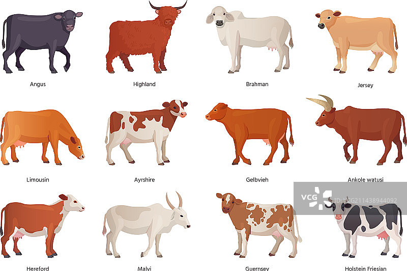 牲畜品种养殖场动物图片素材