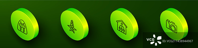 2.5D线条海象羽扇豆花图片素材