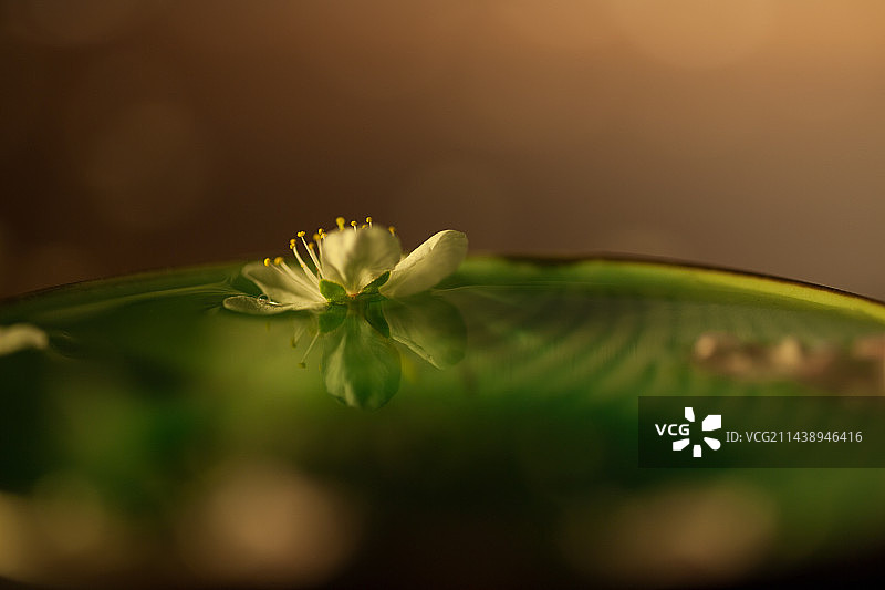 东方茶文化陶瓷茶杯上的桃花图片素材